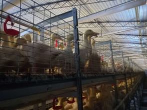 肉用鴨養殖的典型模式及特點與現代家禽飼養機械應用