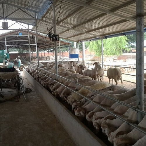 云南養(yǎng)殖圈舍消毒滅菌設(shè)備定制指南 豬舍與家禽飼養(yǎng)機(jī)械的專業(yè)供應(yīng)商