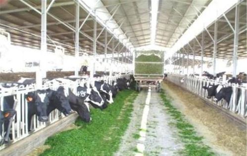 工業化養殖的隱憂 肉質變化與生態挑戰